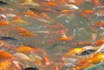 養(yǎng)殖觀賞魚(yú)的前景與產(chǎn)業(yè)發(fā)展及水質(zhì)改良劑研發(fā)探討