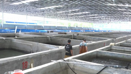 梧州市陸基設(shè)施化養(yǎng)殖蓬勃發(fā)展，建成圓池超680個(gè)引領(lǐng)漁業(yè)升級(jí)