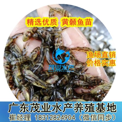 茂業水產 引領廣東黃顙魚苗養殖與水質改良劑研發一體化發展