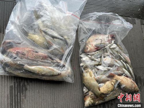 浙江杭州西湖首次系統摸底魚類多樣性，初步發現10余個品種，生態養護與養殖技術協同發展引關注