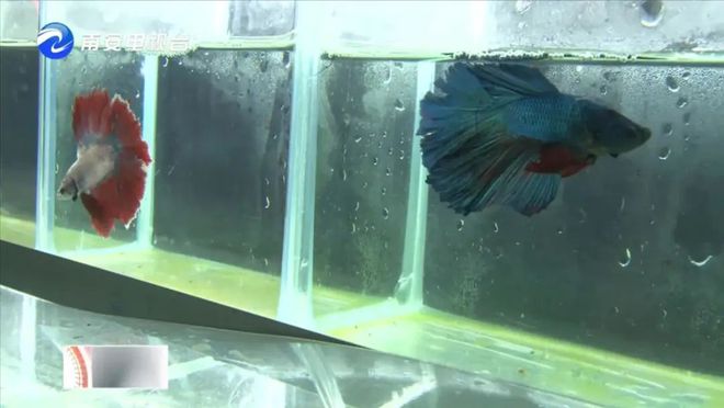 90后小伙的“斗魚”夢 從南安到全國，以科技“游”出泰國斗魚養殖新天地